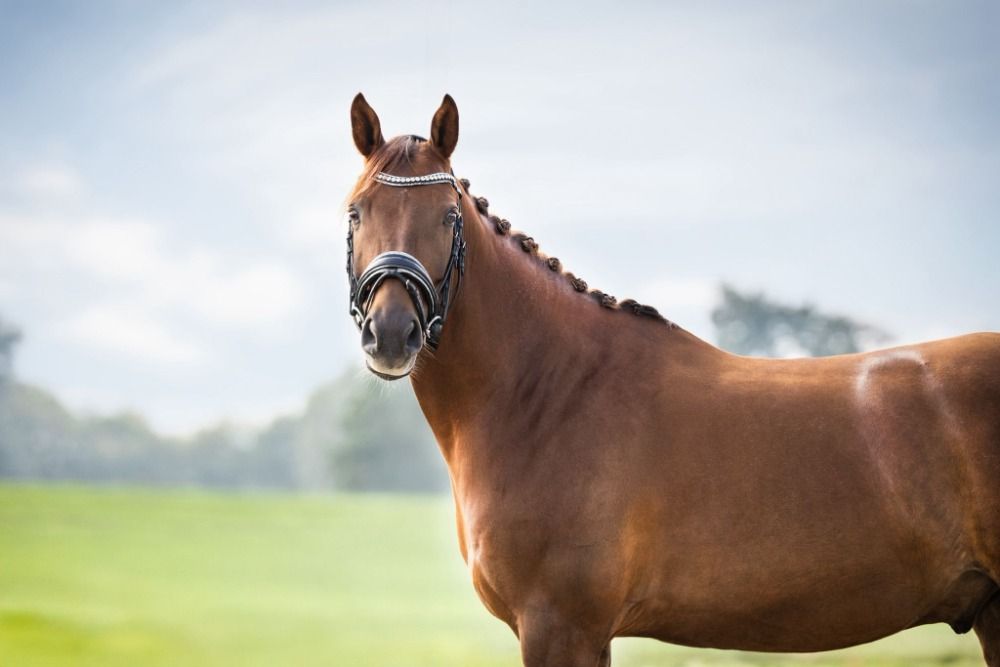 Talentvolle 9 jarige dressuurpony