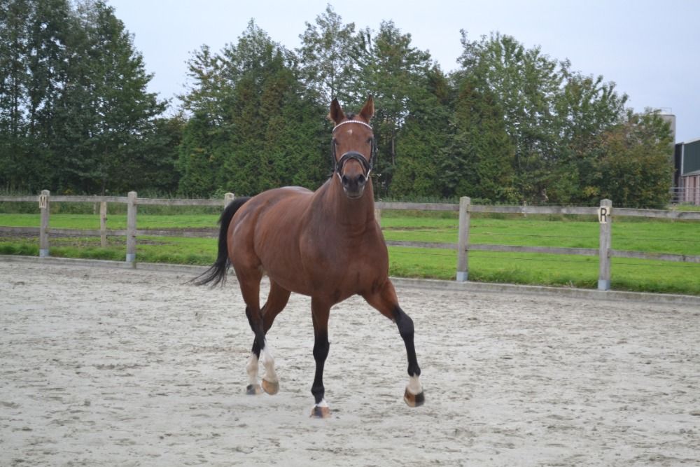 dressuurpaard Merrie 5 jaar Bruin te koop - Foto 3