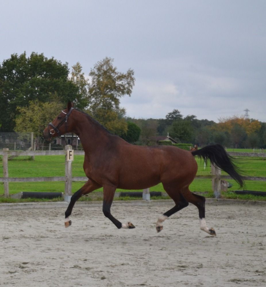 dressuurpaard Merrie 5 jaar Bruin te koop - Foto 2