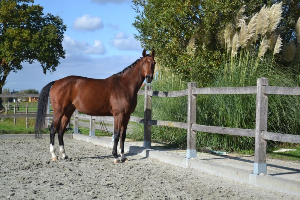 dressuurpaard Merrie 5 jaar Bruin te koop - Foto 4