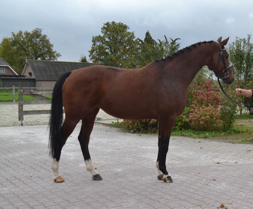 dressuurpaard Merrie 5 jaar Bruin te koop - Hoofdfoto
