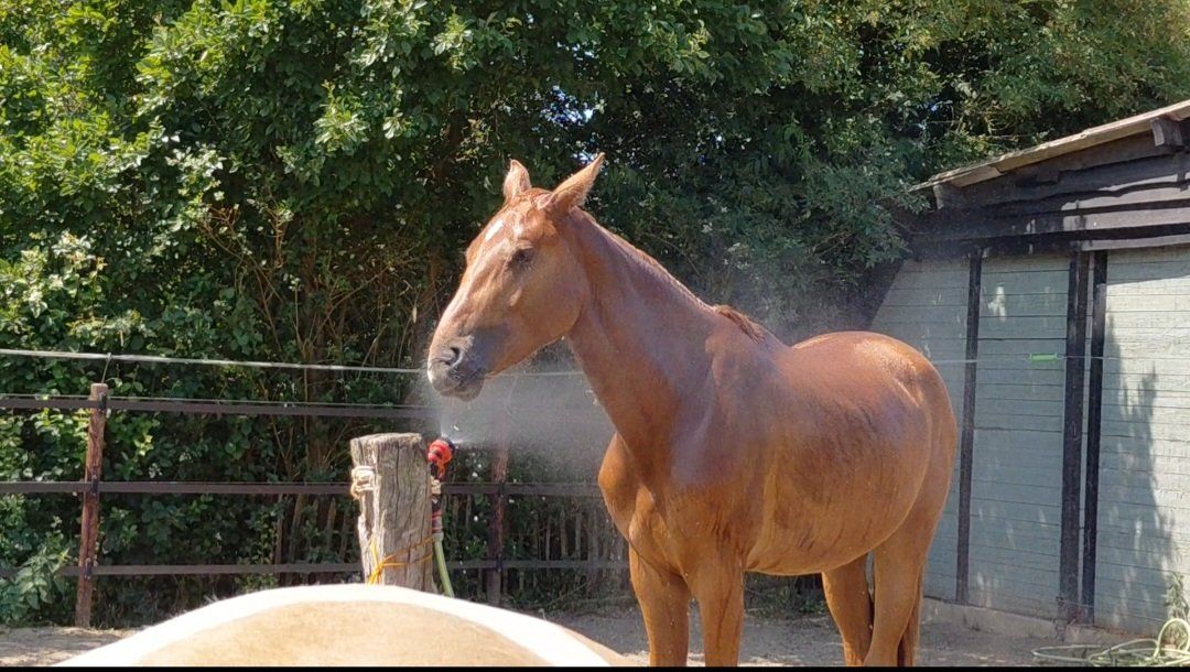 springpaard ruin 2 سنوات للبيع - صورة 3