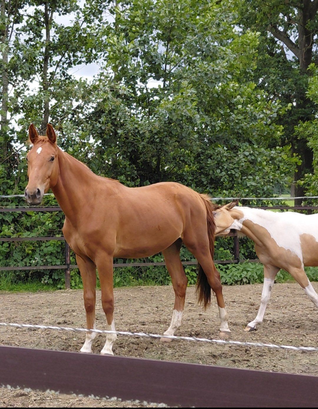 springpaard ruin 2 سنوات للبيع - صورة 2