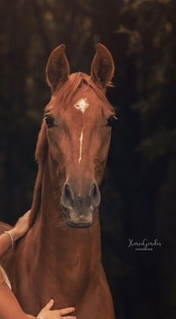 KWPN dressuurpaard Merrie 5 jaar Vos te koop - Hoofdfoto