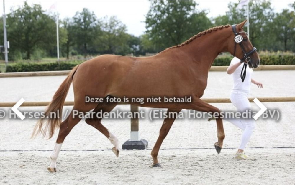 KWPN dressuurpaard Merrie 5 jaar Vos te koop - Foto 3