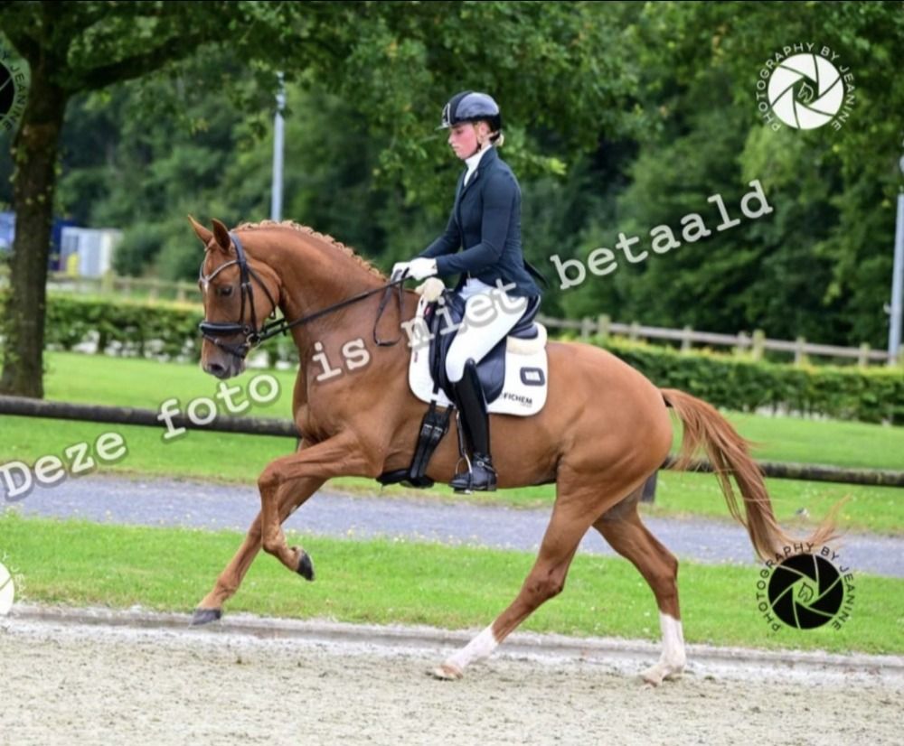 KWPN dressuurpaard Merrie 5 jaar Vos te koop - Foto 2