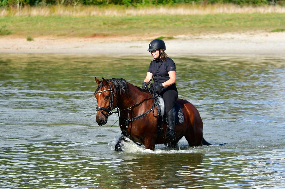VERKOCHT Goudeerlijk 6-jarige sportpaard