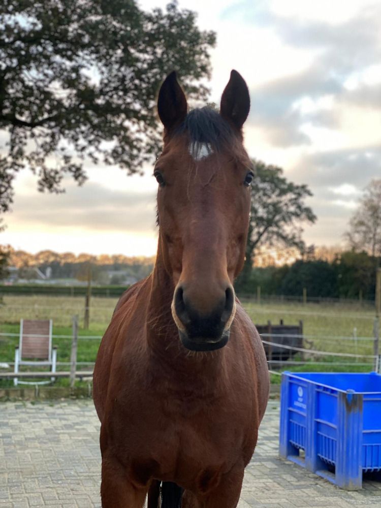 KWPN allrounder Ruin 6 jaar Bruin te koop - Foto 4