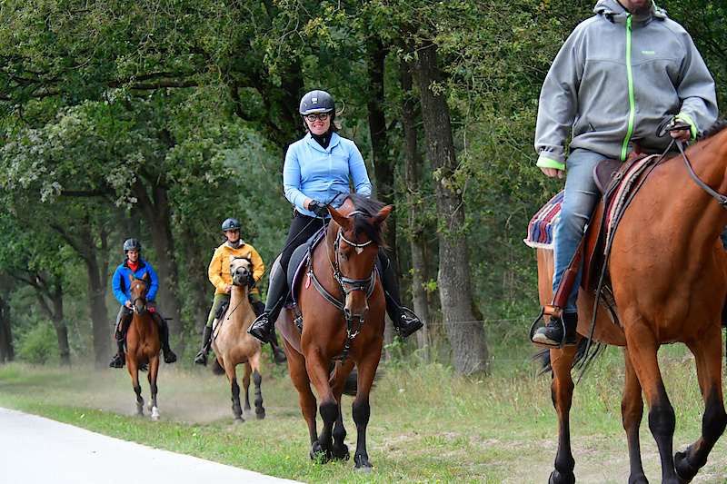 KWPN allrounder Ruin 6 jaar Bruin te koop - Foto 2