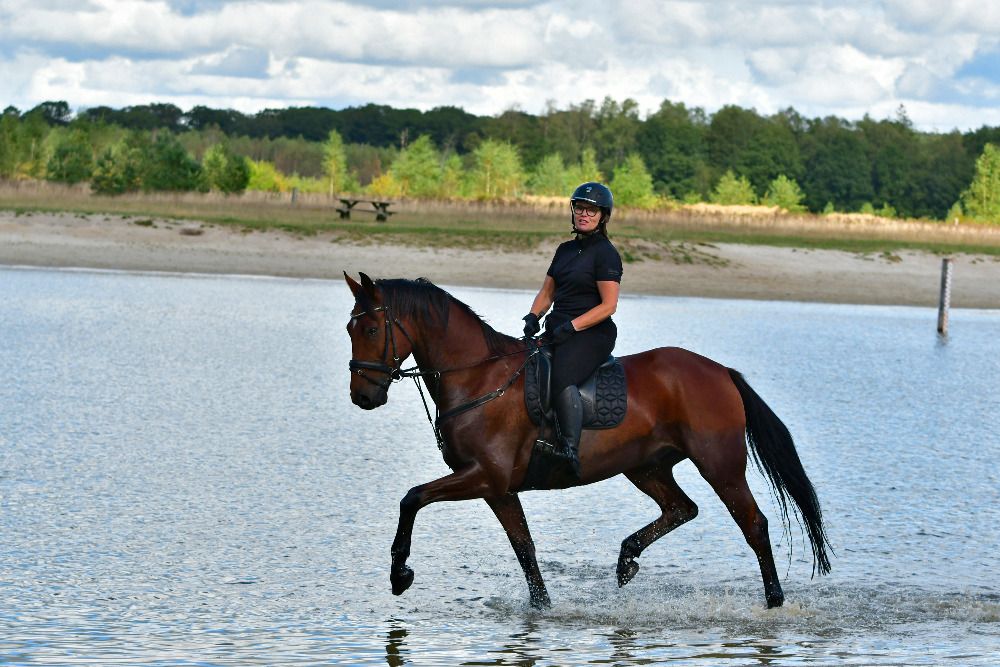 KWPN allrounder Ruin 6 jaar Bruin te koop - Foto 5