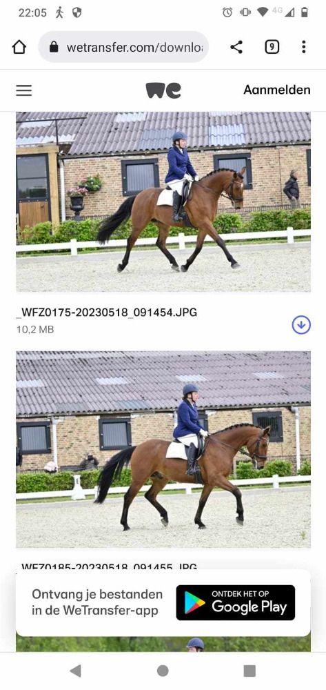 KWPN allrounder Ruin 6 jaar Bruin te koop - Foto 3