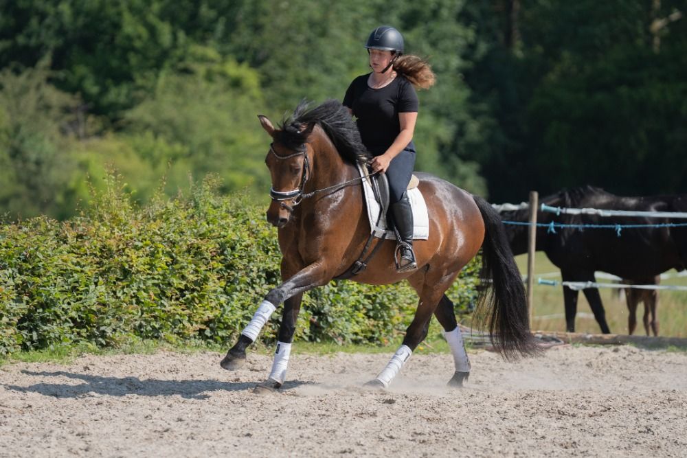 Zangersheide eventingpaard Merrie 7 jaar Donkerbruin te koop - Foto 2