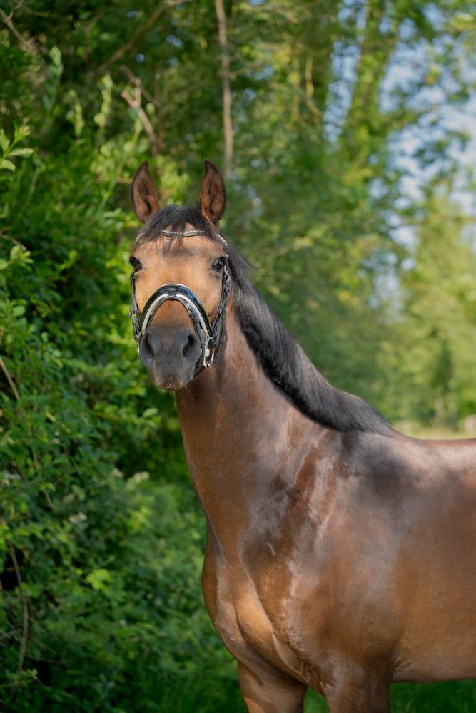 vendre Jument Zangersheide 7 ans, Dressage et complet