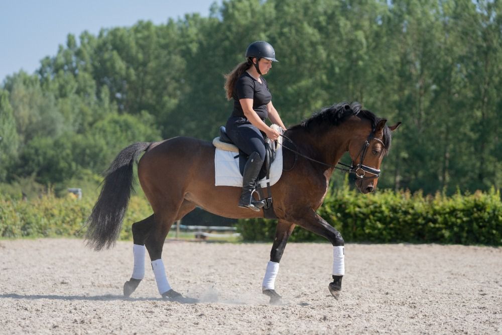 Zangersheide eventingpaard Merrie 7 jaar Donkerbruin te koop - Foto 6