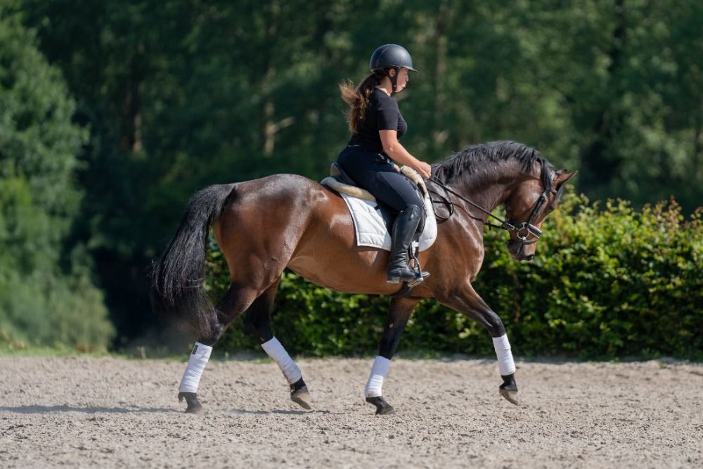 Zangersheide eventingpaard Merrie 7 jaar Donkerbruin te koop - Foto 4
