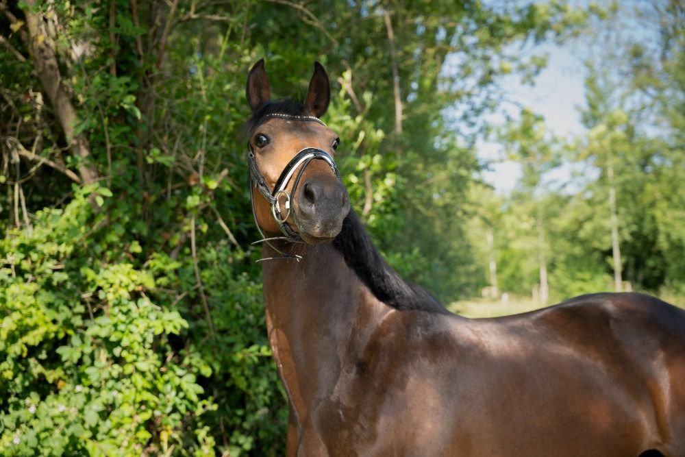 Zangersheide eventingpaard Merrie 7 jaar Donkerbruin te koop - Foto 3