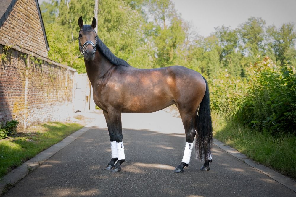 Zangersheide eventingpaard Merrie 7 jaar Donkerbruin te koop - Foto 5