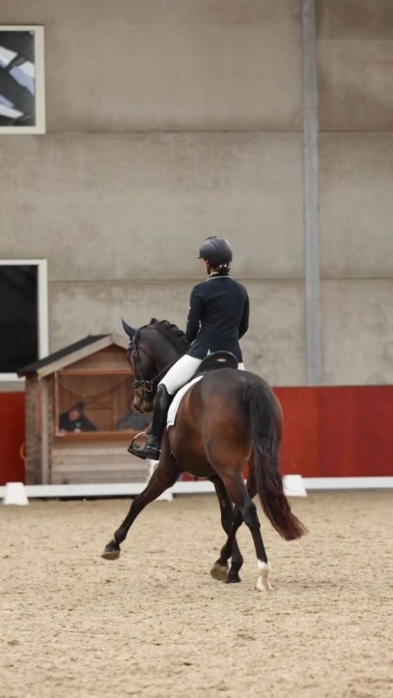 Westfalen dressuurpaard Ruin 12 years old Donkerbruin for sale - Photo 4