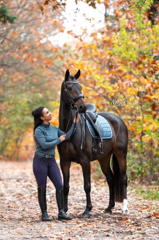 Westfalen dressuurpaard Ruin 12 years old Donkerbruin for sale - Photo 6
