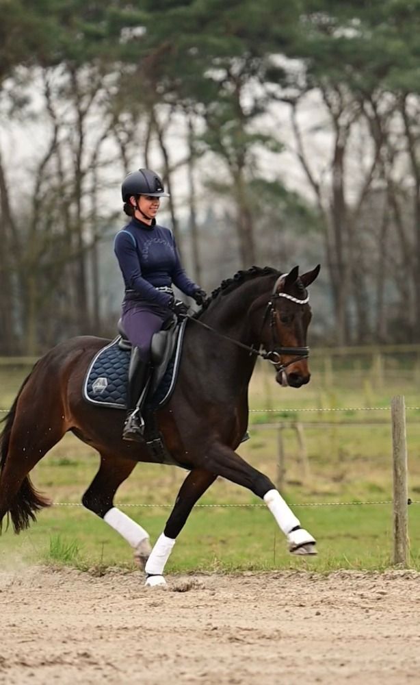 Handsome 13-year-old dark bay gelding