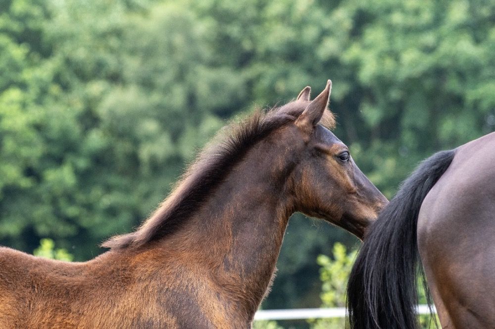 KWPN dressuurpaard Hengst Zwart te koop - Foto 3