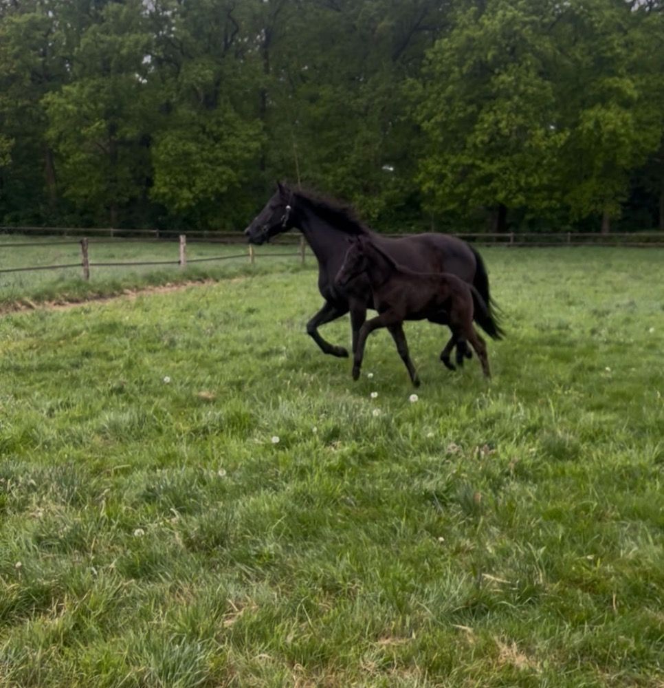 KWPN dressuurpaard Hengst Zwart te koop - Foto 6