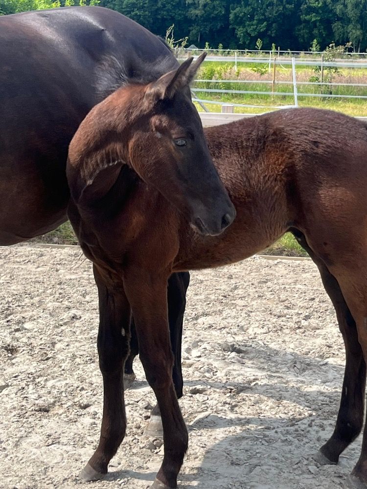 KWPN dressuurpaard Hengst Zwart te koop - Foto 4