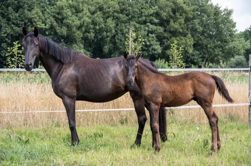 KWPN dressuurpaard Hengst Zwart te koop - Foto 2