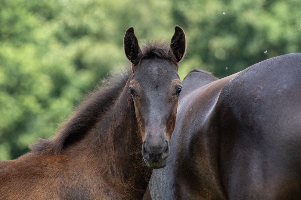 KWPN dressuurpaard Hengst Zwart te koop - Hoofdfoto