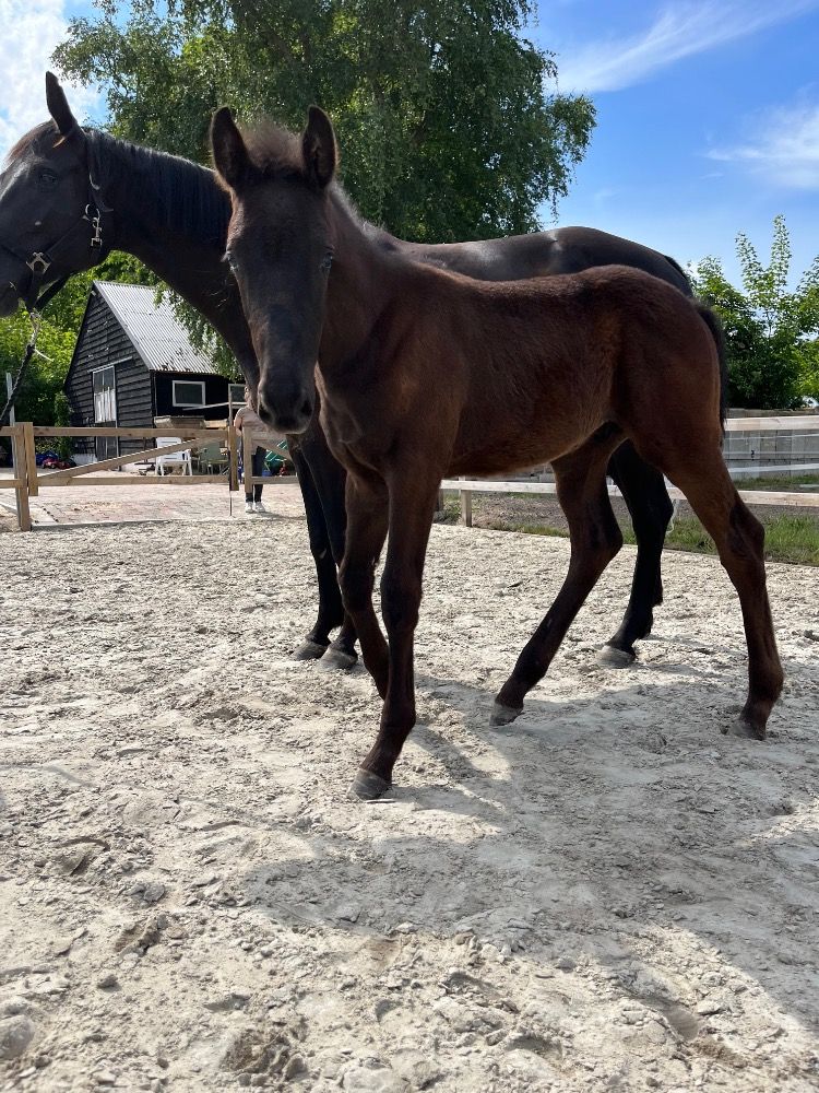 KWPN dressuurpaard Hengst Zwart te koop - Foto 5