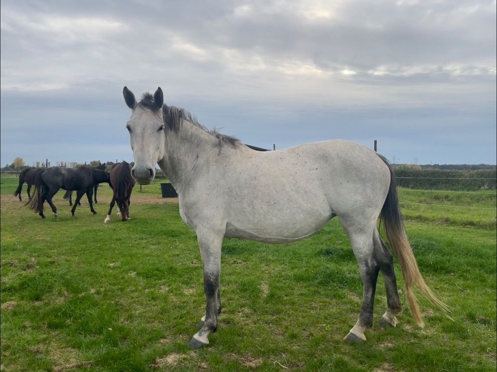 In foal mare with top pedigree