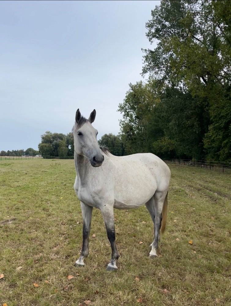BWP fokmerrie Merrie 8 years old Schimmel for sale - Photo 4