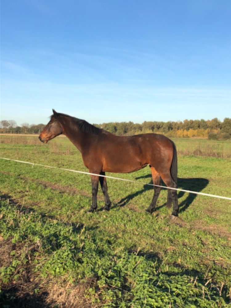 KWPN springpaard Merrie 15 jaar Bruin te koop - Foto 2