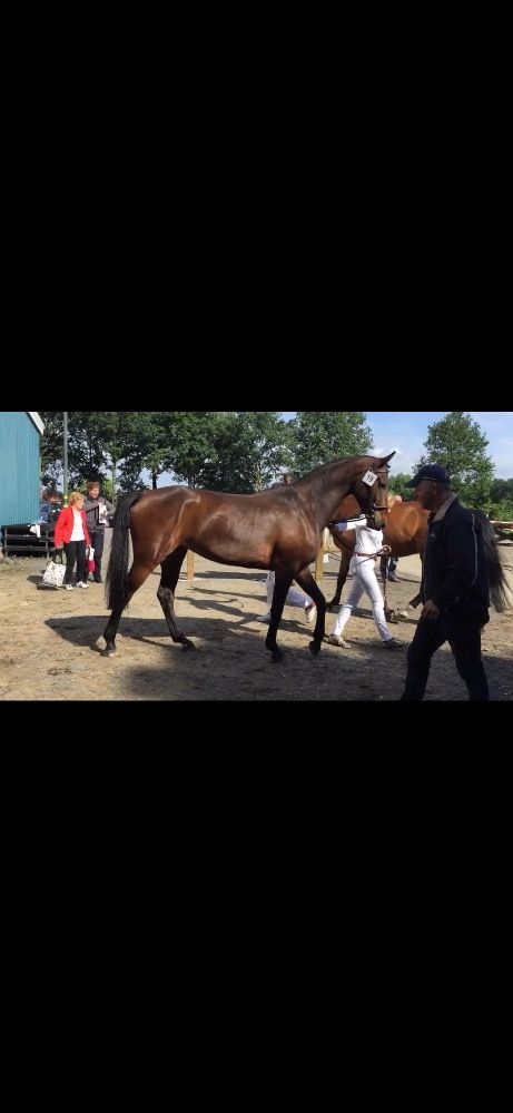 KWPN springpaard Merrie 15 jaar Bruin te koop - Hoofdfoto