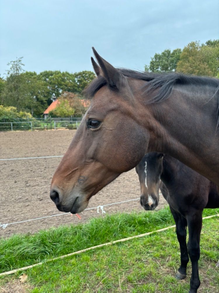 KWPN springpaard Merrie 15 jaar Bruin te koop - Foto 3