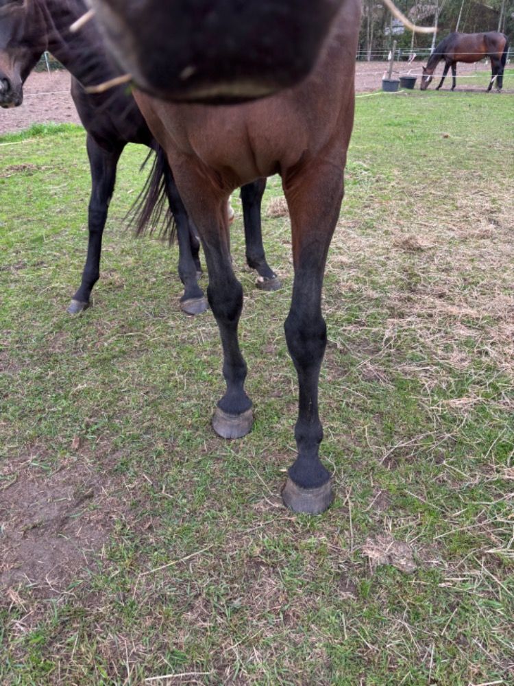 KWPN springpaard Merrie 15 jaar Bruin te koop - Foto 4