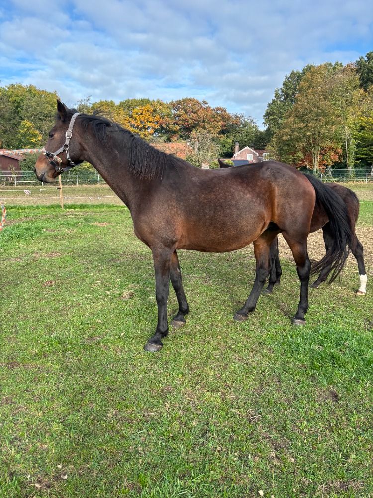 KWPN springpaard Merrie 15 jaar Bruin te koop - Foto 6