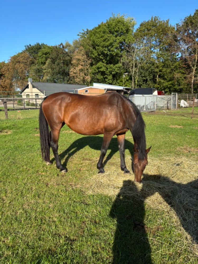 KWPN springpaard Merrie 15 jaar Bruin te koop - Foto 5