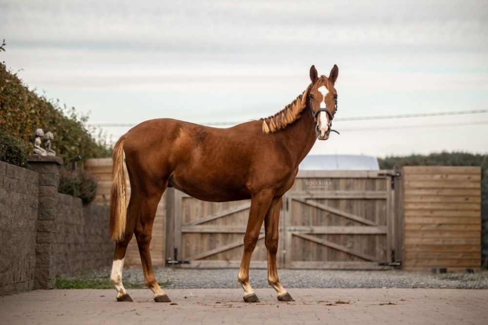Flacco Jr For Kara Z en venta