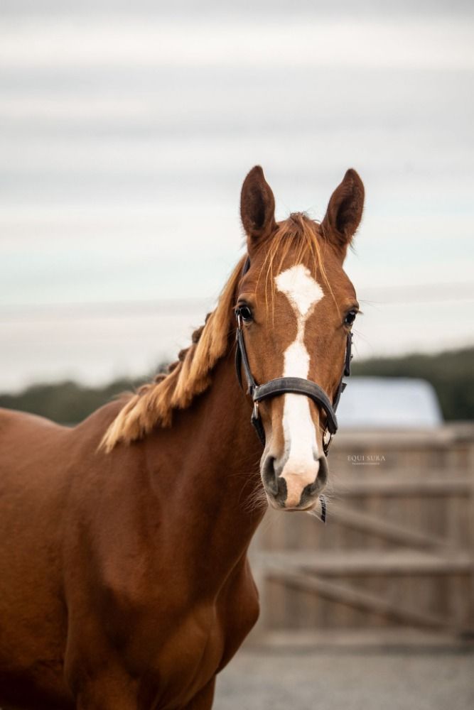 Zangersheide springpaard Hengst 1 años Vos en venta - Foto 4