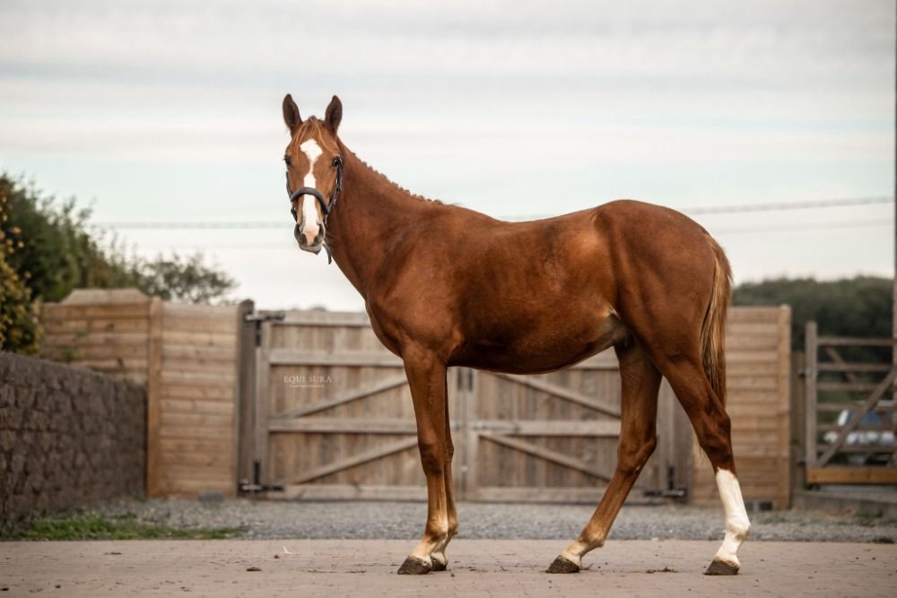 Zangersheide springpaard Hengst 1 años Vos en venta - Foto 3