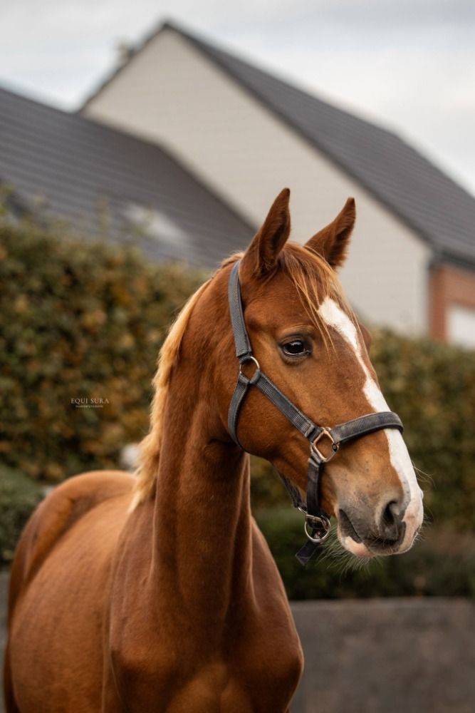 Zangersheide springpaard Hengst 1 años Vos en venta - Foto 2