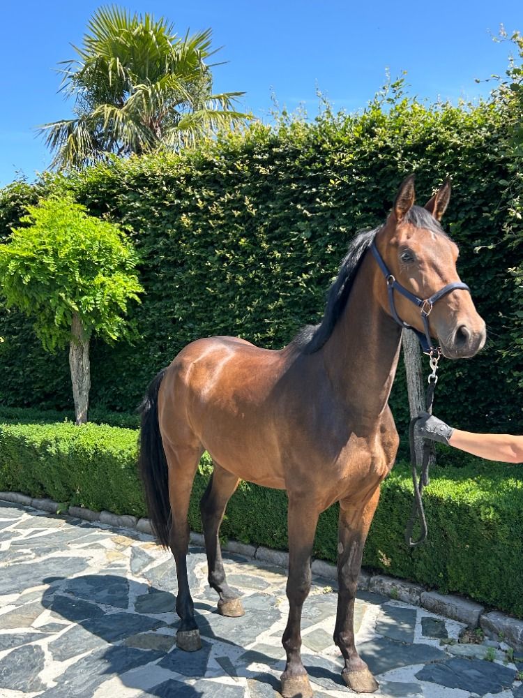 Zangersheide allrounder Ruin 5 岁 Bruin 出售 - 照片 2