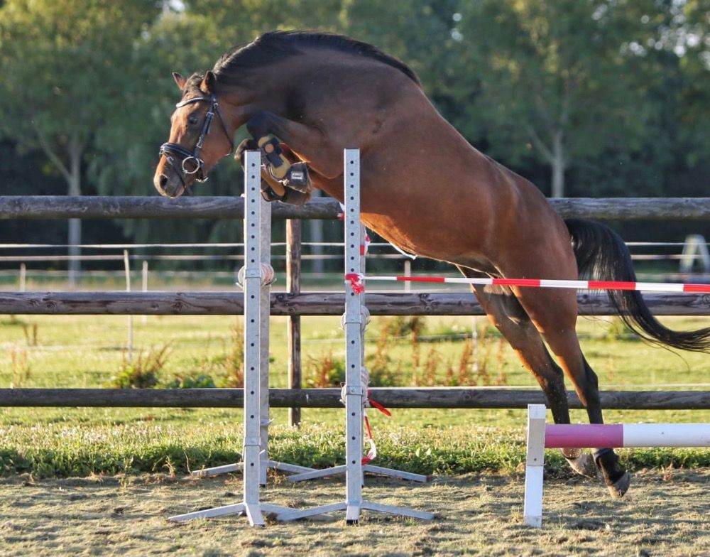 New Forest pony Merrie 7 jaar Bruin te koop - Foto 2