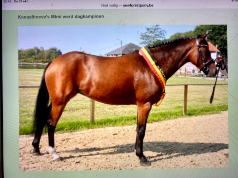 New Forest pony Merrie 7 jaar Bruin te koop - Foto 3