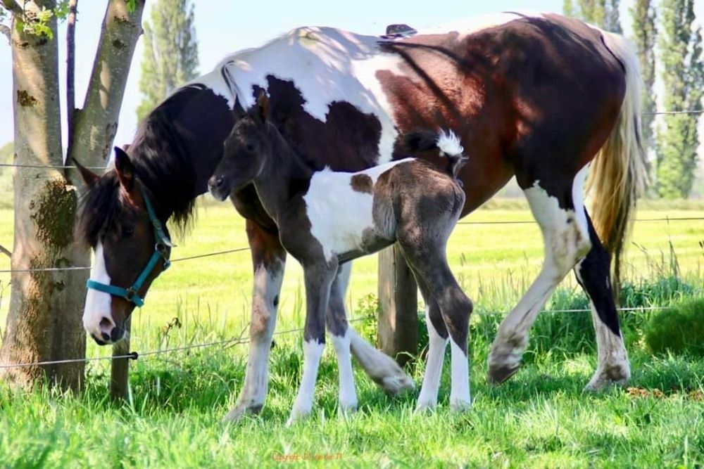 NRPS recreatie paard Merrie 15 jaar Andere te koop - Foto 4