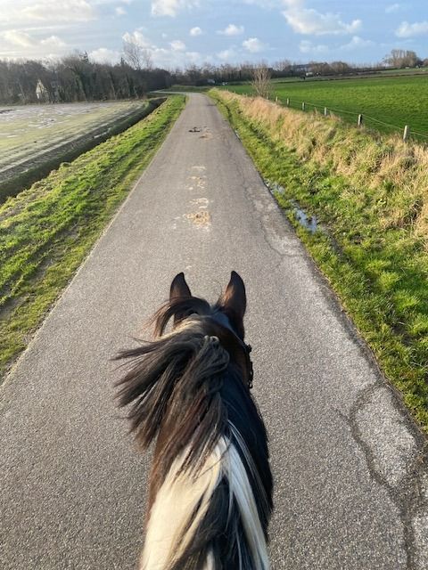 NRPS recreatie paard Merrie 15 jaar Andere te koop - Foto 3