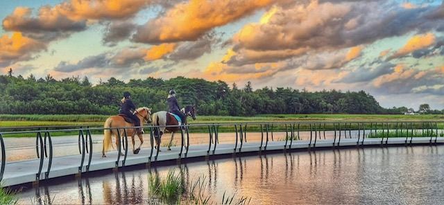 NRPS recreatie paard Merrie 15 jaar Andere te koop - Foto 5