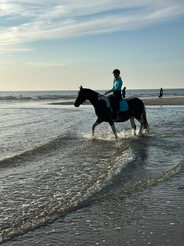 NRPS recreatie paard Merrie 15 jaar Andere te koop - Foto 2