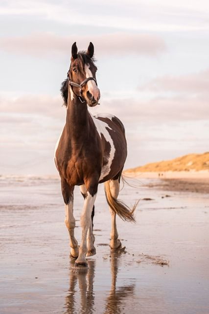 NRPS recreatie paard Merrie 15 jaar Andere te koop - Hoofdfoto